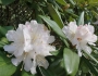 Rhododendron maximum image