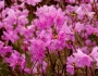 Rhododendron mucronulatum image