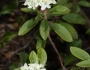 Rhododendron neoglandulosum image