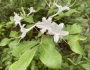Rhododendron viscosum image