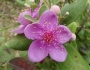 Rhodomyrtus tomentosa image