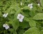 Rhodotypos scandens image