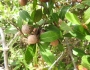 Rhoicissus digitata image