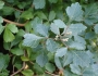 Rhus aromatica image