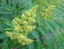 Rhus glabra image