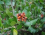 Rhus integrifolia image