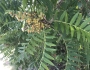 Rhus lanceolata image
