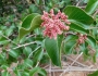 Rhus ovata image
