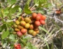 Rhus trilobata image