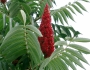 Rhus typhina image