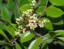 Rhus virens image
