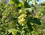 Ribes americanum image