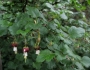 Ribes californicum image