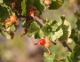 Ribes cereum image