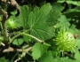 Ribes cynosbati image