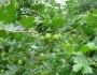 Ribes divaricatum image