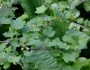 Ribes hirtellum image