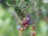 Ribes indecorum image