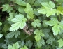 Ribes lacustre image