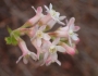 Ribes malvaceum image