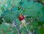 Ribes menziesii image