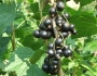 Ribes nigrum image