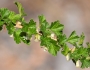 Ribes oxyacanthoides image