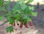 Ribes roezlii image