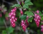 Ribes sanguineum image