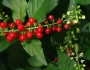 Rivina humilis image