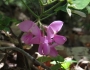 Robinia hispida image