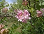 Robinia neomexicana image