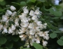 Robinia pseudoacacia image