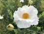 Romneya coulteri image