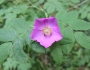 Rosa acicularis image