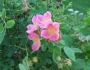 Rosa arkansana image
