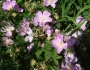 Rosa blanda image