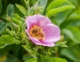 Rosa californica image