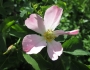 Rosa canina image