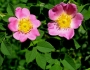 Rosa carolina image