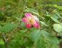 Rosa gymnocarpa image