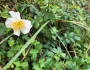 Rosa lucieae image