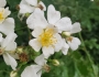 Rosa multiflora image