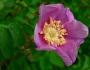 Rosa nutkana image