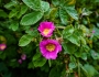 Rosa pisocarpa image
