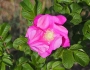 Rosa rugosa image