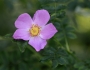 Rosa virginiana image