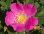 Rosa woodsii image
