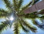 Roystonea regia image