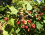 Rubus allegheniensis image